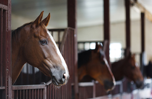 Equestrian