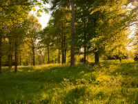 Agricultural Property Relief – is planting trees the best option for your estate?